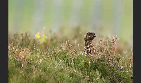 Moorschneehuhn (Lagopus lagopus)