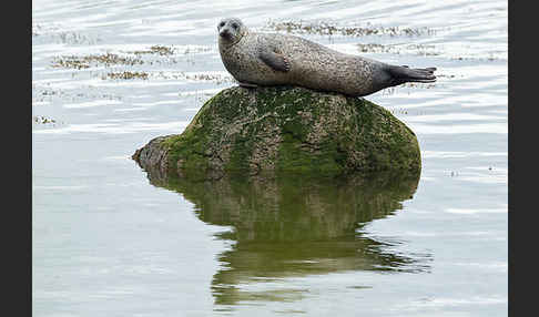 Seehund (Phoca vitulina)