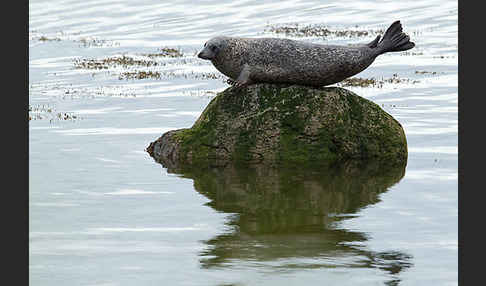 Seehund (Phoca vitulina)