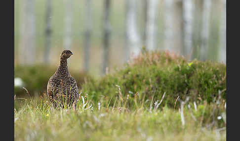 Moorschneehuhn (Lagopus lagopus)