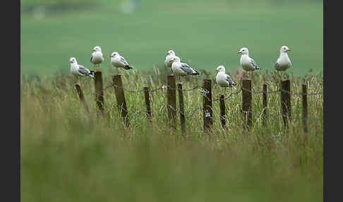 Sturmmöwe (Larus canus)