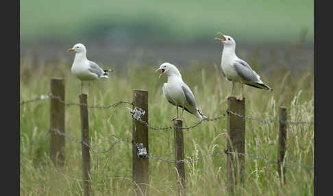 Sturmmöwe (Larus canus)