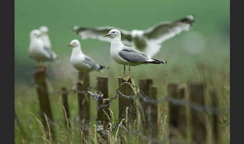 Sturmmöwe (Larus canus)