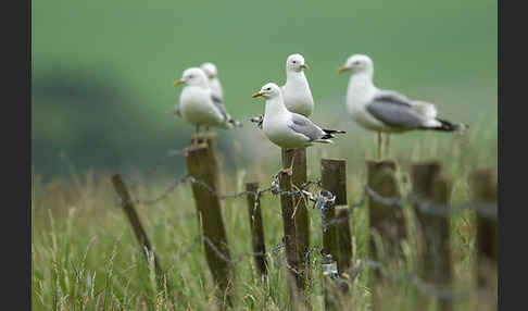 Sturmmöwe (Larus canus)