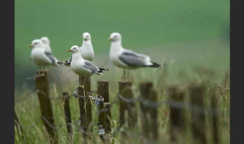 Sturmmöwe (Larus canus)