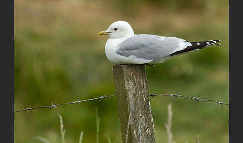 Sturmmöwe (Larus canus)