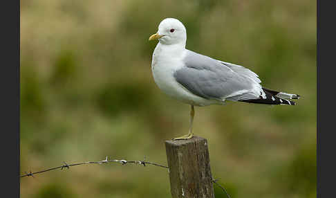 Sturmmöwe (Larus canus)