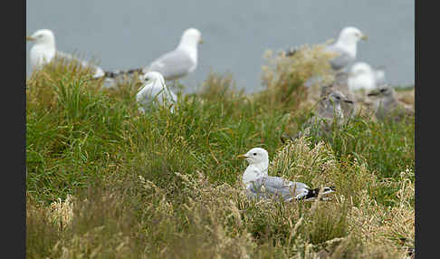 Sturmmöwe (Larus canus)