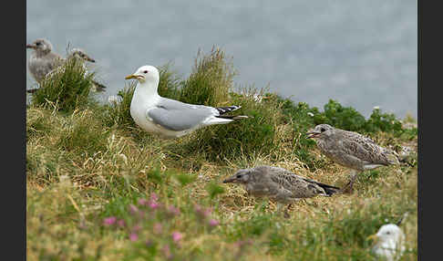 Sturmmöwe (Larus canus)