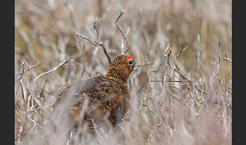 Moorschneehuhn (Lagopus lagopus)