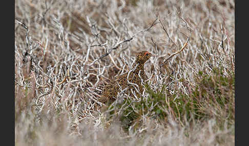 Moorschneehuhn (Lagopus lagopus)