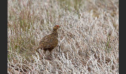 Moorschneehuhn (Lagopus lagopus)