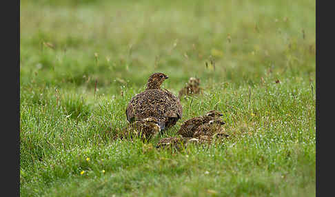 Moorschneehuhn (Lagopus lagopus)