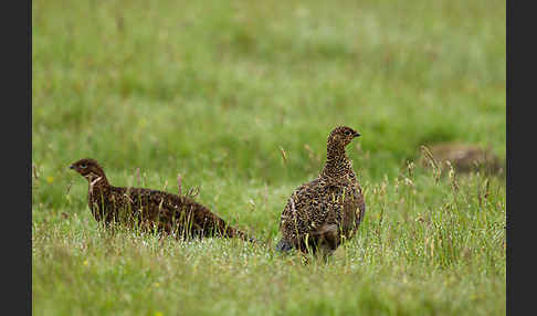 Moorschneehuhn (Lagopus lagopus)