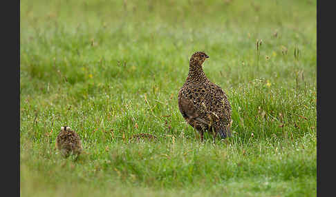 Moorschneehuhn (Lagopus lagopus)