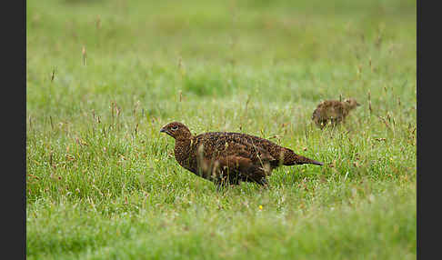 Moorschneehuhn (Lagopus lagopus)