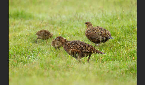 Moorschneehuhn (Lagopus lagopus)