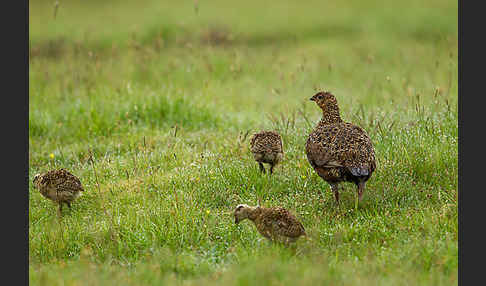 Moorschneehuhn (Lagopus lagopus)