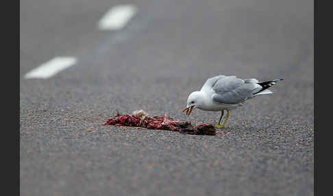 Sturmmöwe (Larus canus)