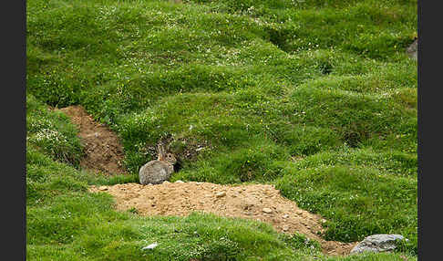 Wildkaninchen (Oryctolagus cuniculus)