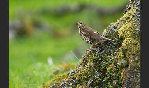 Singdrossel (Turdus philomelos)