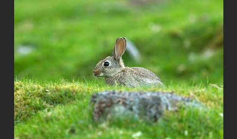 Wildkaninchen (Oryctolagus cuniculus)