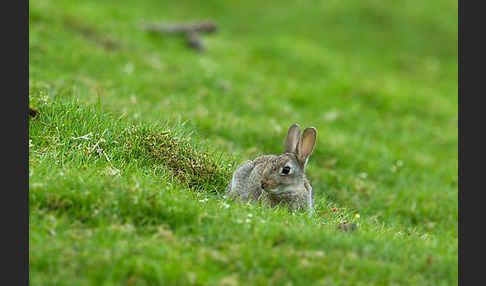 Wildkaninchen (Oryctolagus cuniculus)