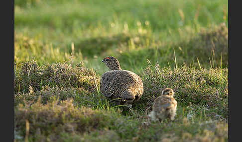 Moorschneehuhn (Lagopus lagopus)