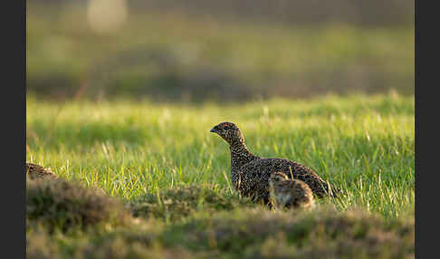 Moorschneehuhn (Lagopus lagopus)