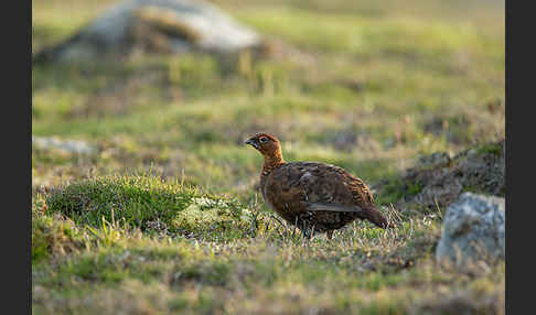 Moorschneehuhn (Lagopus lagopus)