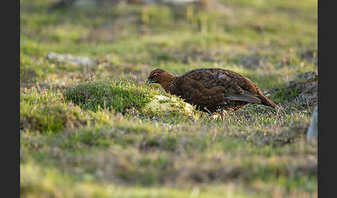 Moorschneehuhn (Lagopus lagopus)