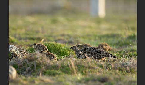 Moorschneehuhn (Lagopus lagopus)