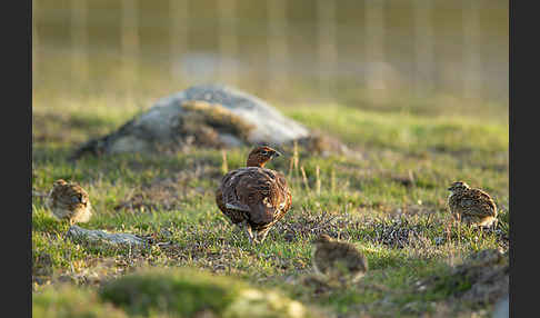 Moorschneehuhn (Lagopus lagopus)