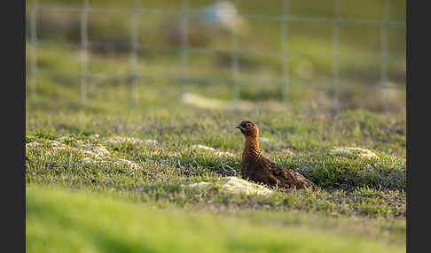 Moorschneehuhn (Lagopus lagopus)