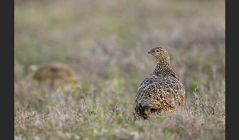 Moorschneehuhn (Lagopus lagopus)