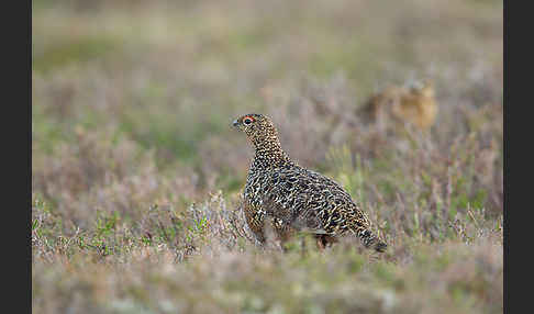 Moorschneehuhn (Lagopus lagopus)