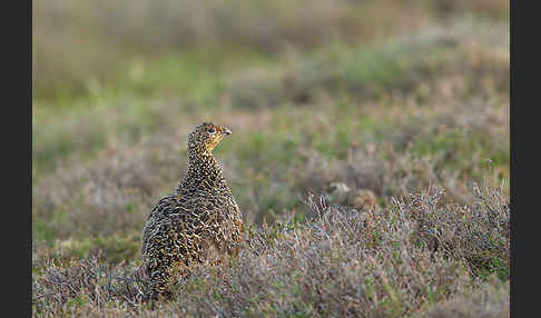 Moorschneehuhn (Lagopus lagopus)