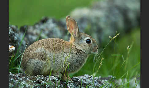 Wildkaninchen (Oryctolagus cuniculus)