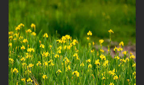 Wasser-Schwertlilie (Iris pseudacorus)