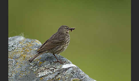 Strandpieper (Anthus petrosus)