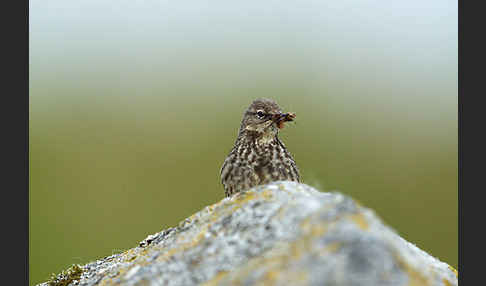 Strandpieper (Anthus petrosus)