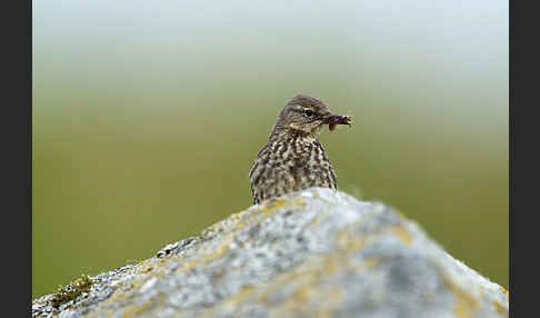 Strandpieper (Anthus petrosus)