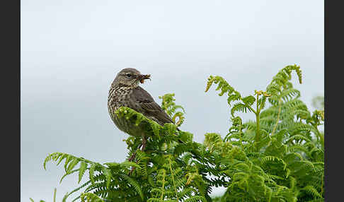 Strandpieper (Anthus petrosus)