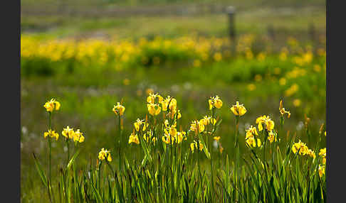 Wasser-Schwertlilie (Iris pseudacorus)