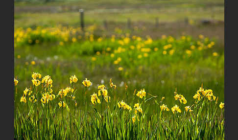 Wasser-Schwertlilie (Iris pseudacorus)