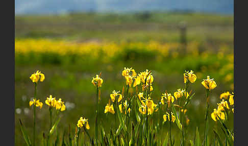 Wasser-Schwertlilie (Iris pseudacorus)