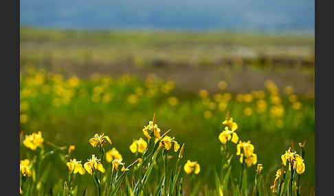 Wasser-Schwertlilie (Iris pseudacorus)