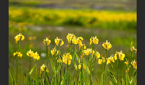 Wasser-Schwertlilie (Iris pseudacorus)