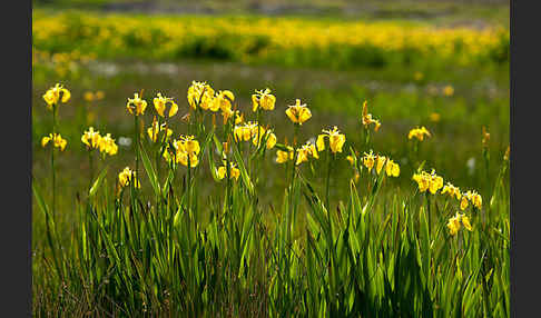 Wasser-Schwertlilie (Iris pseudacorus)