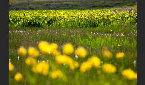 Wasser-Schwertlilie (Iris pseudacorus)